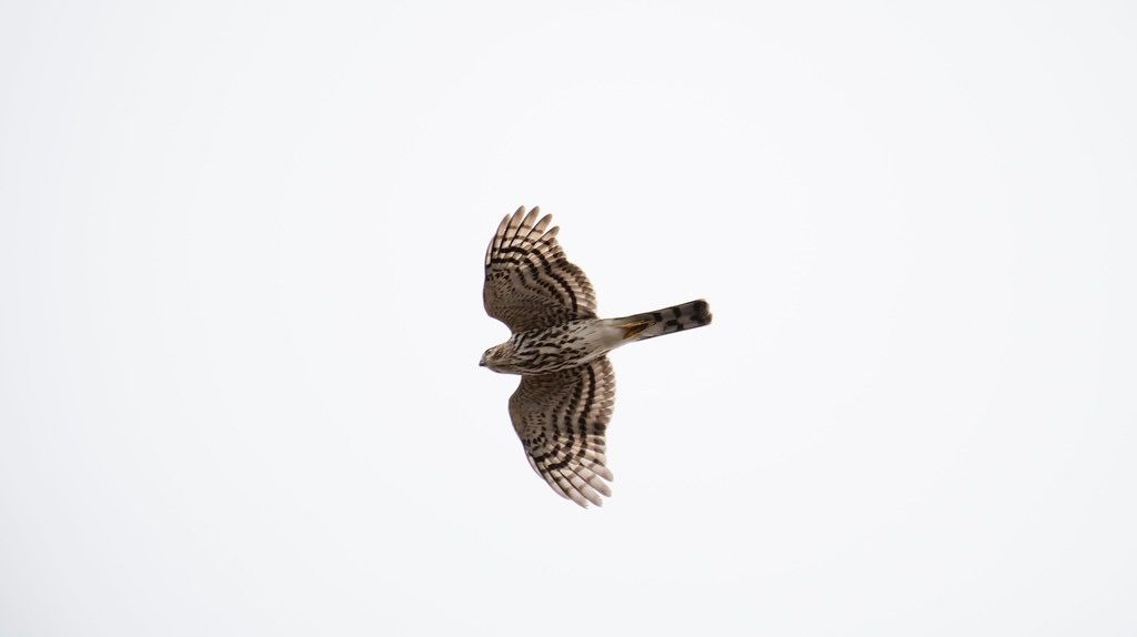 Sharp Shinned Hawk by Neil DeMaster is licensed under CC BY-NC-ND 2.0.
